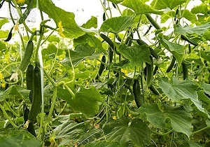 اختصاص 65 هکتار از اراضی خلخال به کشت محصولات صیفی