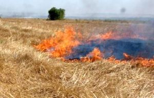 برخورد با عاملان سوزاندن کاه و کلش/ ۶ماه تا ۲ سال حبس در انتظار متخلفان