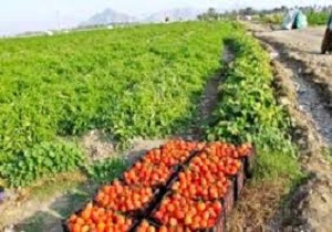 برداشت گوجه فرنگی از مزارع شهرستان قزوین
