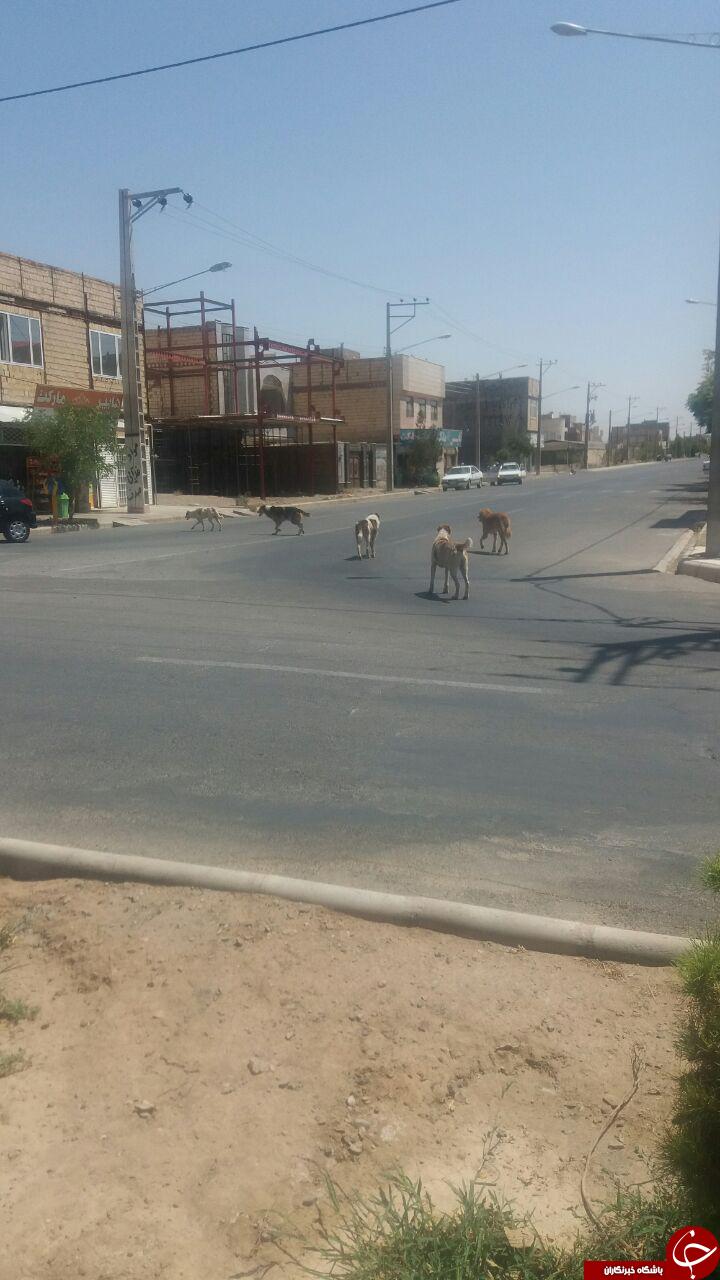 جولان سگ&zwnj;های ولگرد در خیابان&zwnj;های بردسکن + تصاویر