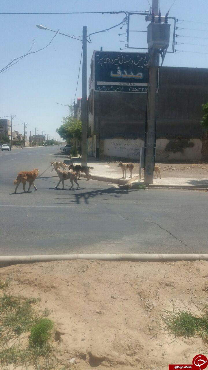 جولان سگ&zwnj;های ولگرد در خیابان&zwnj;های بردسکن + تصاویر