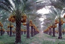 انتقام گرفتن درخت نخل از مردی که قصد قطع آن را داشت + فیلم