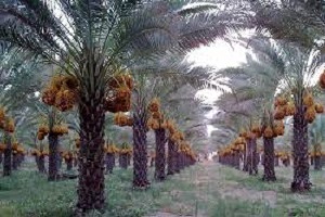 ازشیرین کردن آب با استفاده از امواج صوتی تا بوم گردی، رونق بخش اقتصاد + فیلم