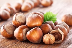 آغاز برداشت فندق در گیلان