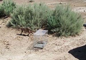 کاراکال به خانه اش در پارک ملی توران بازگشت