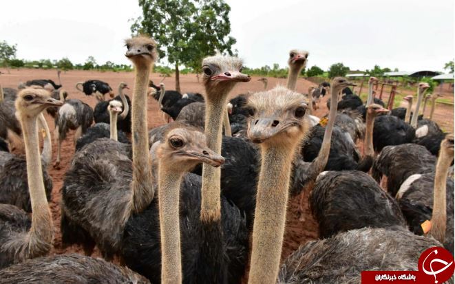 تصاویر روز: از مقابله پلیس آمریکا با تظاهرکنندگان تا سقوط دو خودرو در چاله&zwnj;ای در خیابان&zwnj;های چین
