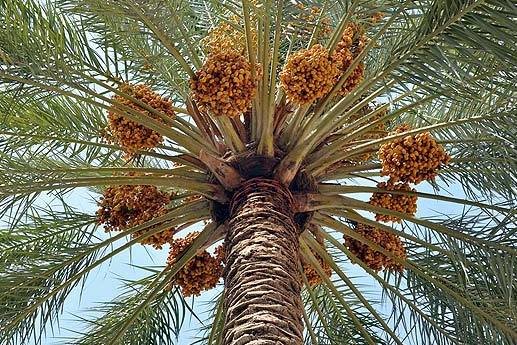 خسارت هزار و پانصد میلیارد ریالی خوشه خرما در شرق استان کرمان