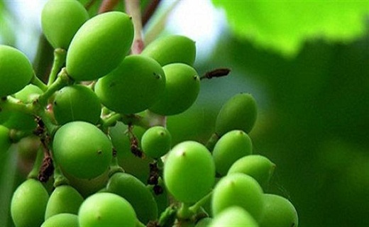 آبغوره سرشار از ویتامین C وموادمعدنی/نیمه اول مردادماه بهترین زمان آبغوره گیری
