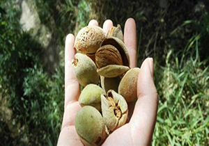 نی ریز رتبه نخست تولید بادام در استان فارس/افزایش ۱۰۰ درصدی برداشت بادام