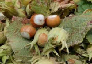 ضرورت حفاظت از منابع ژنتیکی فندق در استان اردبیل