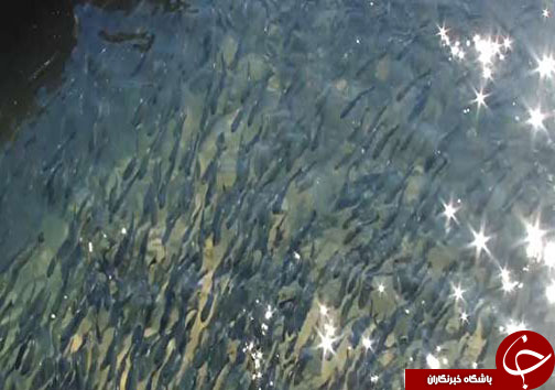 نگاهی گذرا به مهمترین رویداد&zwnj;های دوشنبه ۱۵ مرداد در مازندران