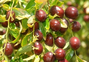 بیش از 3 هزار هکتار از اراضی خراسان جنوبی زیر کشت عناب
