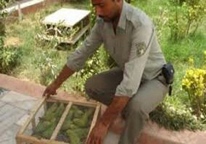 شکارچی متخلف با ۵۱ قطعه پرنده وحشی در دلگان دستگیر شد