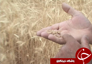 ۷۰ هزارتن گندم و جو در لرستان ضدعفونی شد