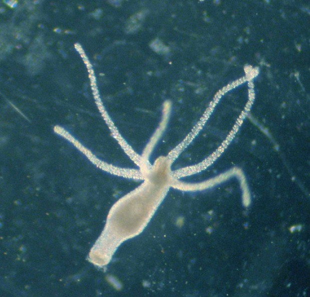 موجوداتی که نمی&zwnj;میرند+ تصاویر