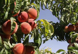 آغاز برداشت هلوی میان‎رس در چهارمحال و بختیاری