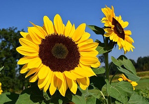 آغاز کشت آفتابگردان در بوئین زهرا