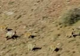 در فصل گرما منابع آبی حیات‌وحش محدودشده است