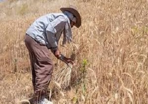 پرداخت بیش از ۶۷۰ میلیارد تومان پول گندم به کشاورزان گلستانی