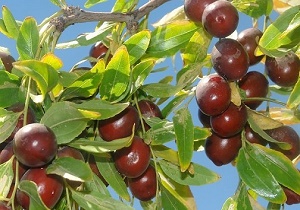 خسارت باد به محصولات زرشک،عناب و پسته