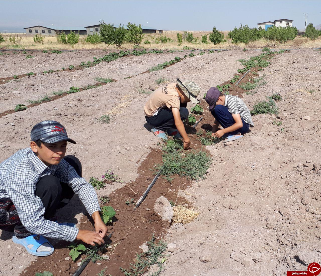 کاشت مرزعه تابستانی دانش&zwnj;آموزان در &laquo;قارلوق&raquo; + فیلم و تصاویر
