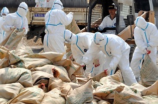 نجات بیش از 90 درصد از طیور شهرستان نجف‌آباد از ابتلا به آنفلوانزای فوق حاد پرندگان