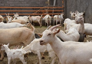 میبد بزرگترین پرورش دهنده بزسانن / رتبه اول شهرستان میبد در پرورش ماهیان زینتی در استان