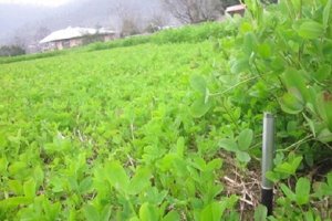 آغاز کشت دوم در شالیزار‌های گیلان