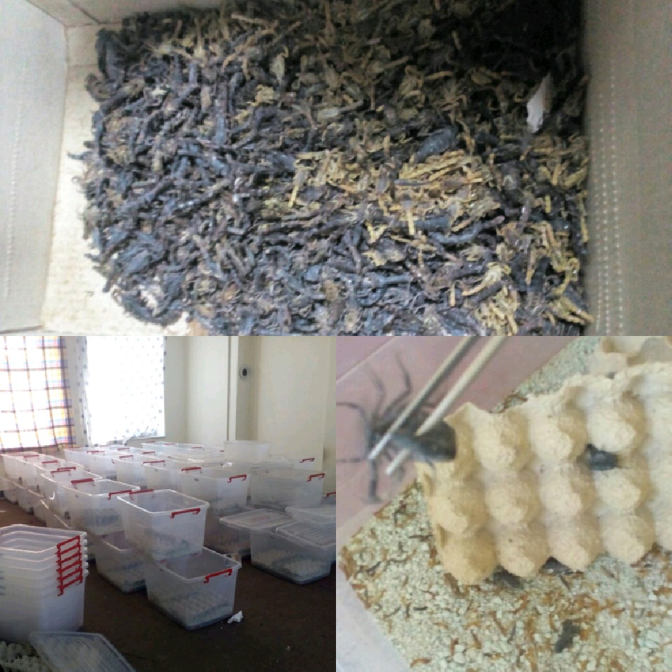 کشف ۱۲ هزار عقرب از یک منزل مسکونی درمشهد