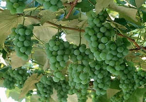 آغاز برداشت غوره انگور در تاکستان