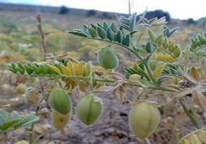 زیرکشت رفتن ۴۰ درصد مزارع حبوبات لرستان در دلفان