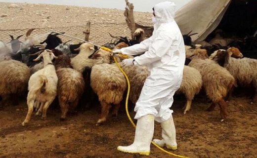 بیماری تب کریمه کنگو علایم خاصی در دام&zwnj;ها ندارد/کاهش کانون&zwnj;های بیماری تب برفکی در قم/تب مالت می&zwnj;تواند در گوسفند و بز سقط جنین ایجاد کند