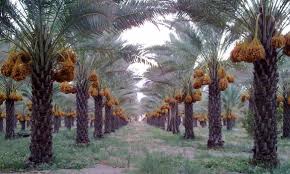برداشت خرما در ایرانشهر از مرز ۲۰ هزار تن گذشت