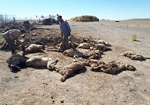 تلف شدن 20 رأس گوسفند در برخورد با خودرو
