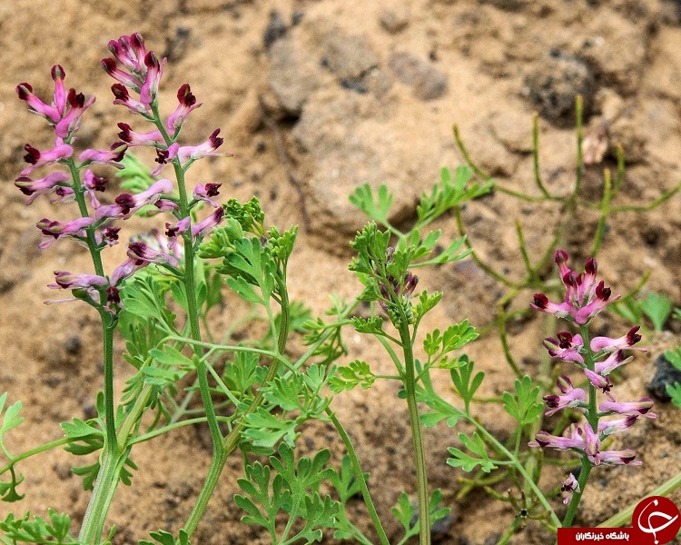 همه آنچه که درباره گیاه شاه تره نمی دانید! + عوارض جانبی مصرف و طرز تهیه شربت شاه تره