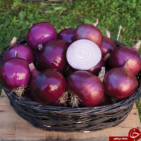 نحوه خرید و نگهداری از پیاز + ارزش غذایی و ترفندهای نابودی بوی بد آن / از خواص شربت پیاز چه می دانید؟! + طرزتهیه