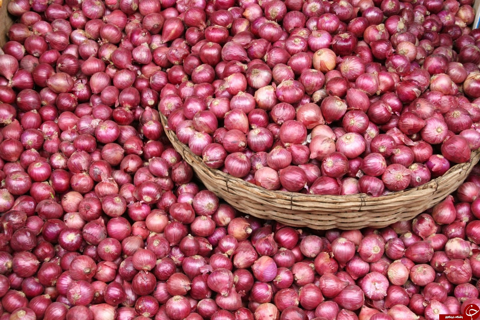 آیا میدانید؛ دعوای درد کدام بیماری ها پیاز است؟!/ خواص دارویی یک گیاه بدبو/ از خواص پیاز برای لاغری چه میدانید؟