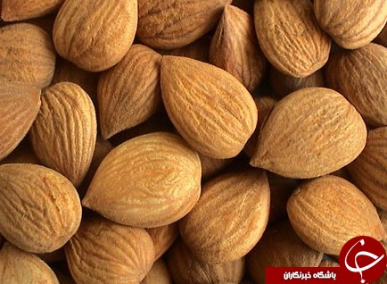 :)هسته زردآلو را مصرف کنیم یا خیر؟!/ دلایلی که نباید هسته زردآلو را دور بیاندازید/ خواص دارویی هسته زرد آلو:)