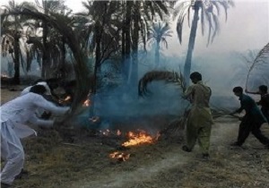 سه هزارو ۵۴۲ نخل خرما در سراوان طعمه حریق شد