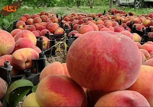 پیش بینی برداشت ۱۰۰ تن هلو از باغات شهرستان درمیان