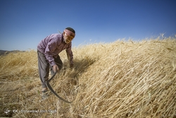 برداشت گل محمدی در همدان