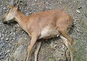 کشف لاشه یک رأس کل وحشی از شکارچی متخلف در استان قزوین