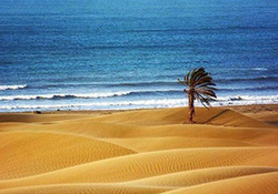آمدن کوسه‌ها به ساحل جزیره کیش + فیلم