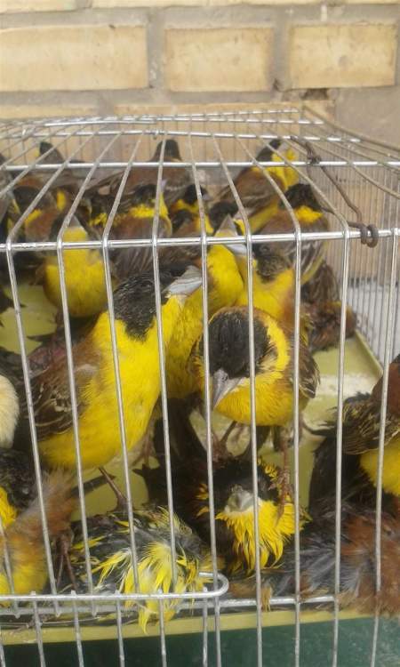 محموله پرندگان زینتی قاچاق در مشهد کشف شد