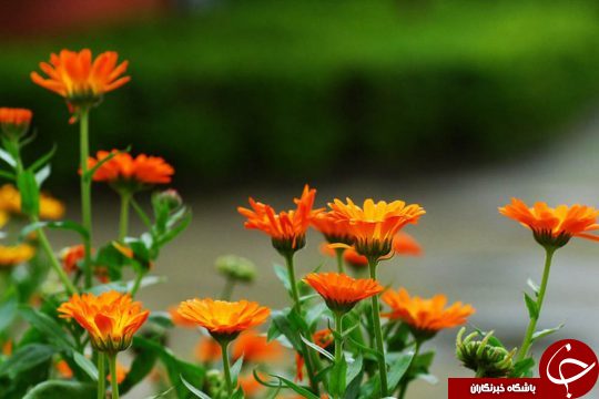 درمان تبخال با ساده ترین و سریع ترین روش های ممکن