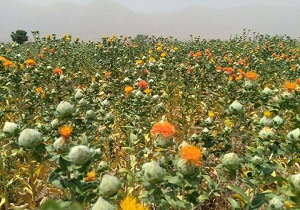 تولید بیش از ۵ تن گیاه دارویی در آذربایجان غربی
