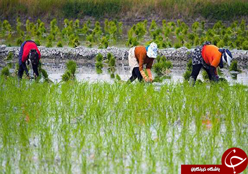 نگاهی گذرا به مهمترین رویداد&zwnj;های سه شنبه ۲ مرداد در مازندران