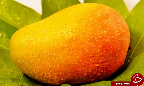 از تاریخچه میوه ای خوش طعم به نام انبه چه می دانید؟!/ تاریخچه ای از انبه که هیچگاه نشنیده اید!