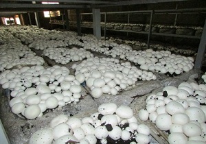 فعالیت ۲۲ صندوق اعتبارات خرد زنان روستایی در درمیان