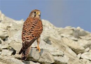 رهاسازی ۴ بهله دلیجه در طبیعت استان قزوین